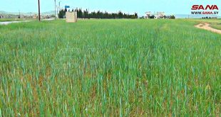 Provincia siria producirá 960 mil toneladas de trigo y cebada