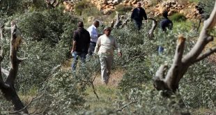 Colonos obligan a los agricultores palestinos a abandonar sus tierras en Kafr al-Dik