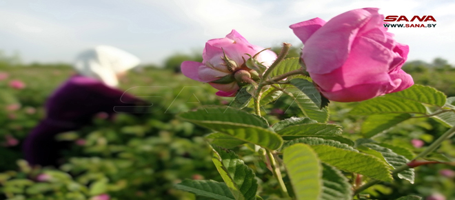 La cosecha de la Rosa Damascena en Alepo (+ fotos)