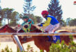 Carrera de caballos árabes de pura raza (+ fotos)