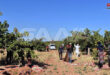 Siria prevé producir 77 mil toneladas de pistacho