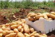 برداشت محصول سیب زمینی بهاری در درعا