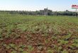 زراعة البقوليات الغذائية تتوسع في درعا